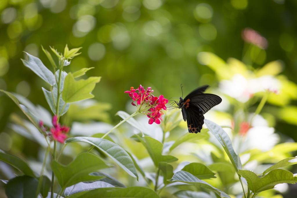 Myplace Siena Garden Resort Phú Quốc Ngoại thất bức ảnh